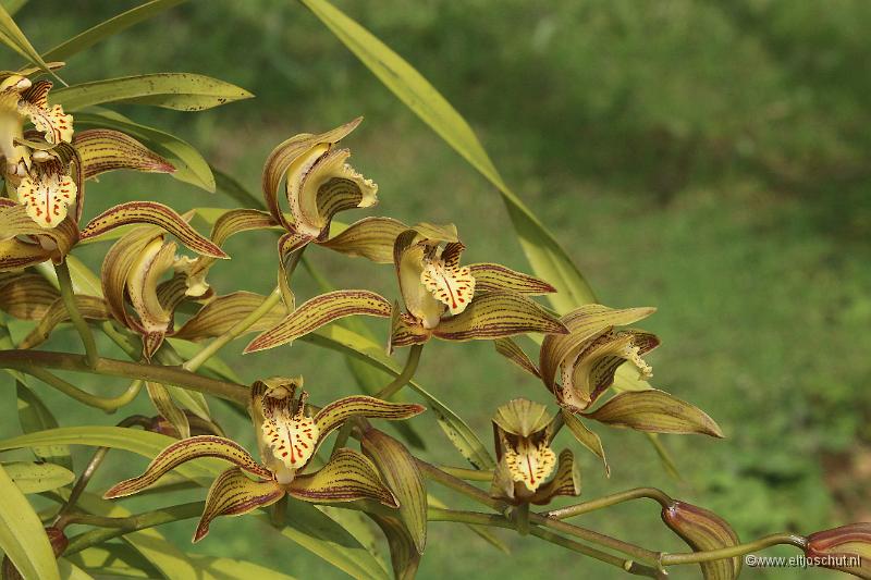 12 Orchidee.jpg